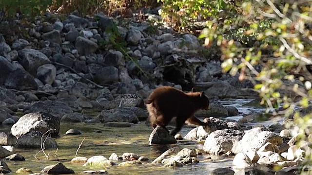 一只黑熊幼崽穿过一条小溪的MS镜头(慢镜头)视频素材