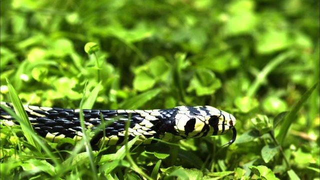 一条虎蛇在草丛中缓慢爬行，轻弹舌头。视频素材