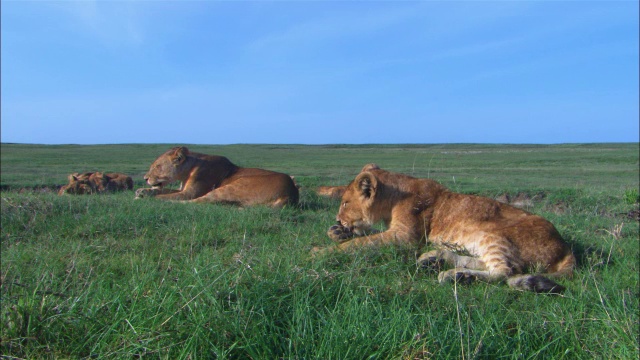 一群非洲狮幼崽躺在长草中，两只前爪正在梳理视频下载