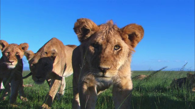MCU非洲狮幼崽靠近相机专注地看着相机，然后移动它周围的其他专注地看着镜头视频下载