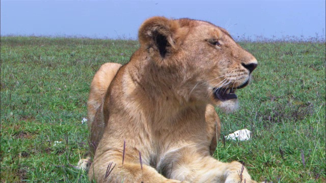 非洲狮幼崽环顾四周，嘴巴蠕动，受到苍蝇的干扰视频下载