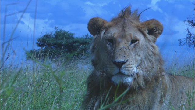 幼年非洲狮坐在受苍蝇困扰的草丛中，然后站起来走开视频下载