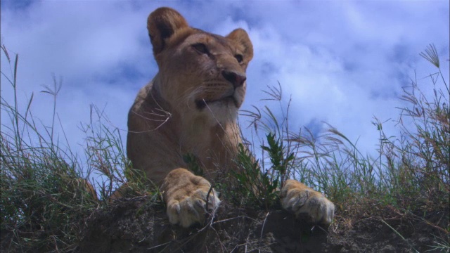 一只非洲狮躺在河岸上，专注地看着镜头视频素材