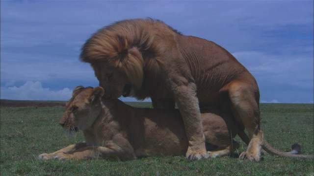 PAN和非洲狮，因为她走近雄性，挑衅他交配，然后离开ZI，因为他刮地视频下载