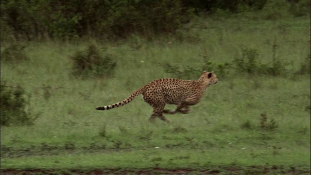 印度豹捕食一只小羚羊视频素材