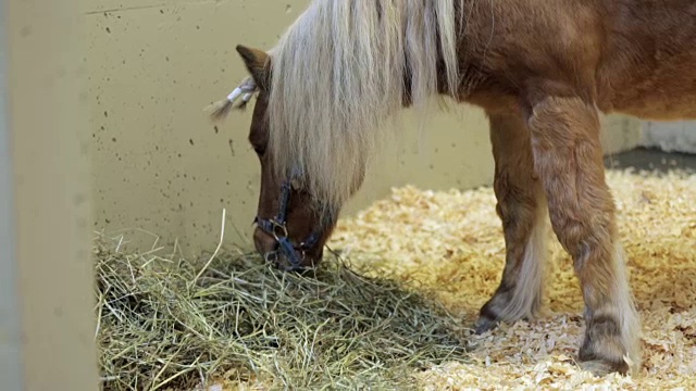 小马在马厩里吃干草视频素材