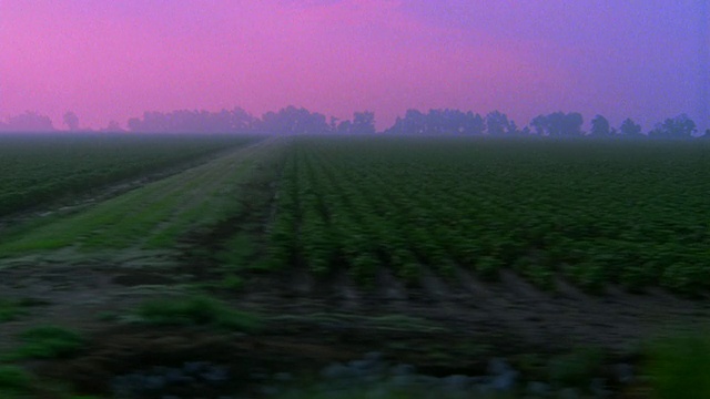 飞机侧面的视角过去的农田与绿色行田/雾+粉红色的天空在背景/密西西比州视频素材