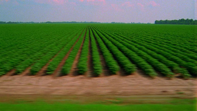 飞机侧面的视角过去的农田与绿色行在田野/密西西比州视频素材