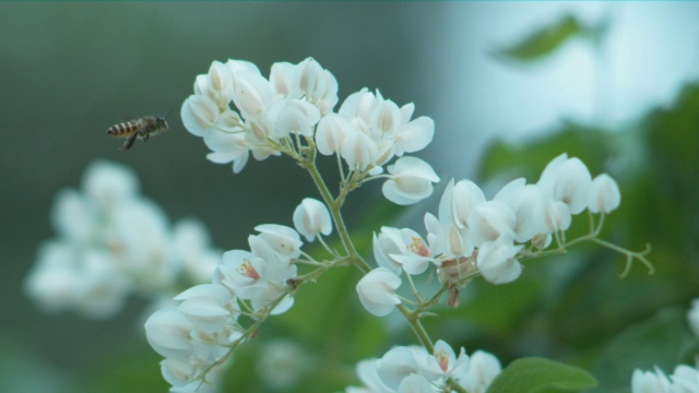 一只蜜蜂飞着，落在一朵白花上视频素材