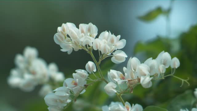 一只蜜蜂绕着白花飞舞，侧身视频下载