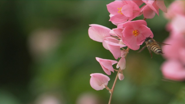 一只蜜蜂飞向粉红色的花朵寻找花蜜视频素材