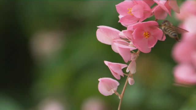 一只蜜蜂在模糊的绿色背景下绕着粉红色的花朵盘旋视频素材