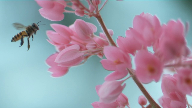 一只蜜蜂在模糊的蓝天下绕着一茎粉红色的花盘旋视频素材