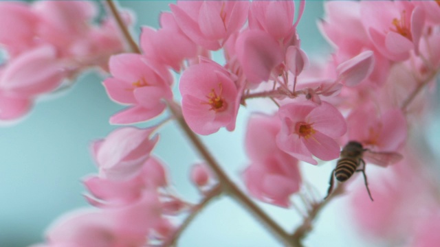 一只蜜蜂盘旋并降落在粉红色的花丛中视频素材