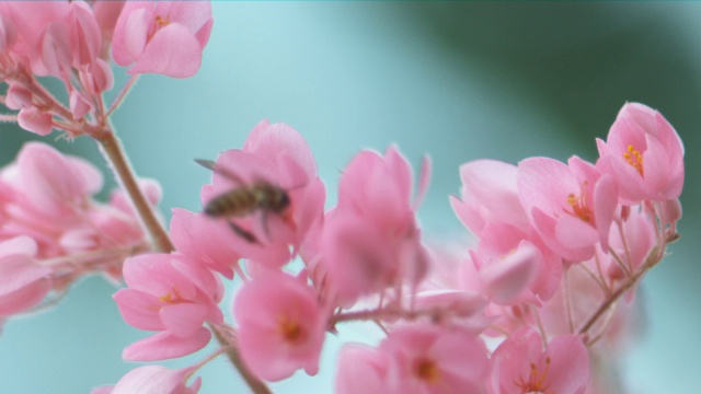 一只蜜蜂围着一束粉红色的花飞视频素材