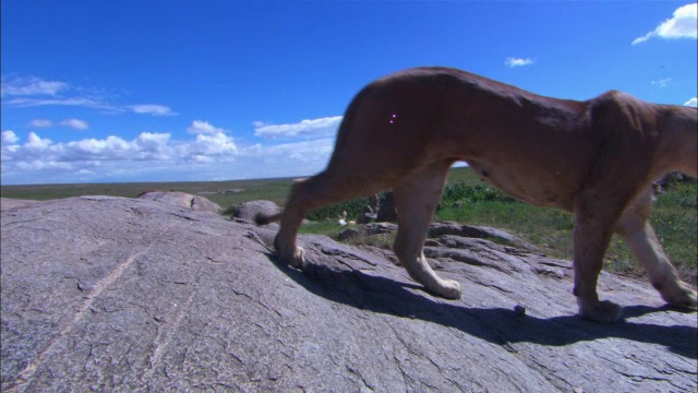 躺在岩石上、背景是草原的非洲母狮子起身走出画框视频下载