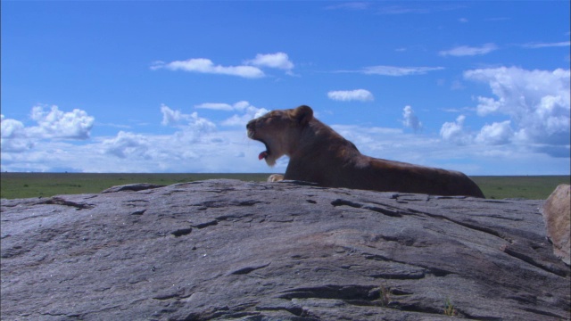 躺在岩石上、背景是草原的非洲母狮子起身走出画框视频下载