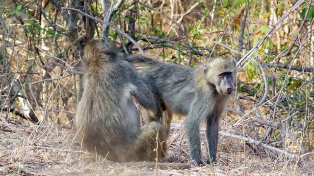 南非克鲁格国家公园，狒狒们互相残杀的照片视频下载