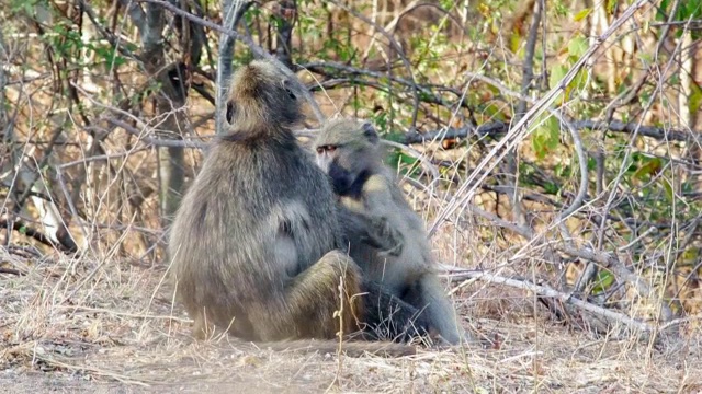 南非克鲁格国家公园，狒狒们互相残杀的照片视频下载