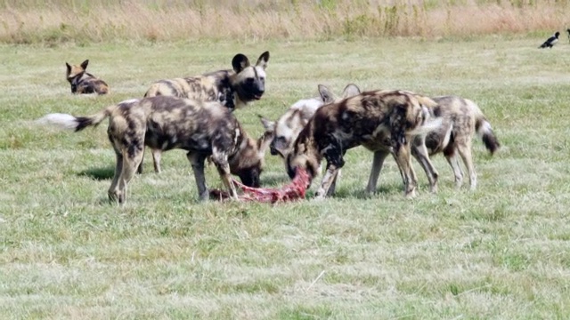 一群非洲野狗的照片/南非豪登省Magaliesberg视频下载