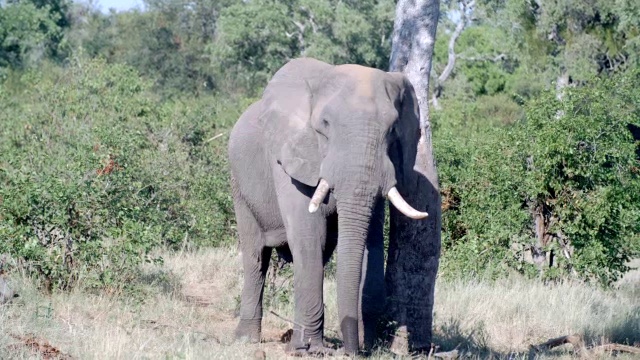 图为行走的非洲大象(Loxodonta africana) /克鲁格国家公园，南非普马兰加视频下载