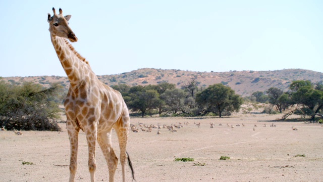 WS长颈鹿(长颈鹿驼豹)行走在大草原/ Kgalagadi越境公园，Kgalagadi区，南非视频素材