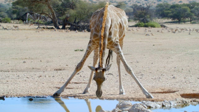 MS TU TD Giraffe (Giraffa camelopardalis)饮用水/ Kgalagadi越境公园，Kgalagadi区，南非视频下载