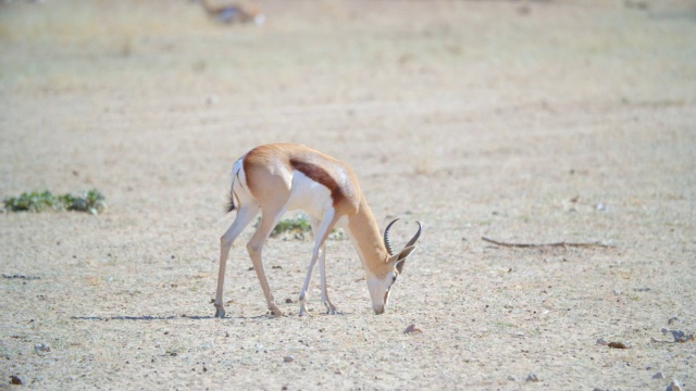 MS TS Springbok (Antidorcas marsupialis)行走在沙漠中/ Kgalagadi越界公园，Kgalagadi区，南非视频素材