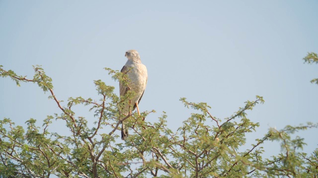 灰色苍鹰栖息在南非Kgalagadi区Kgalagadi越界公园的树枝上视频素材
