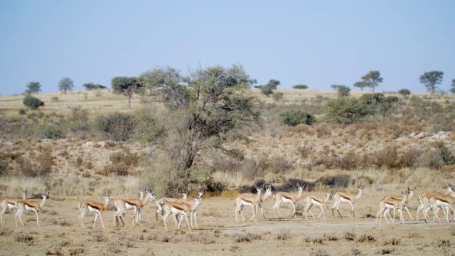 一群跳羚(Antidorcas marsupialis)奔跑/ Kgalagadi越界公园，Kgalagadi区，南非视频下载