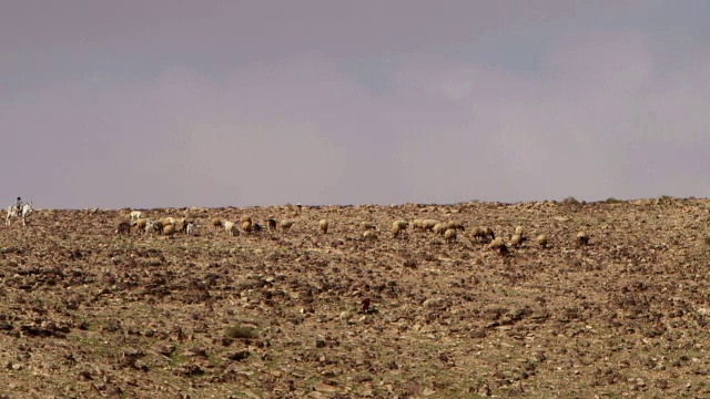 沙漠全景图，背景中的羊群/以色列视频素材