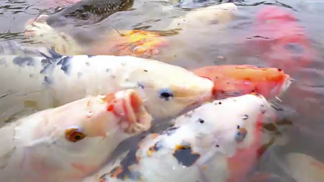 锦鲤在一个池塘，，四川，中国。视频素材