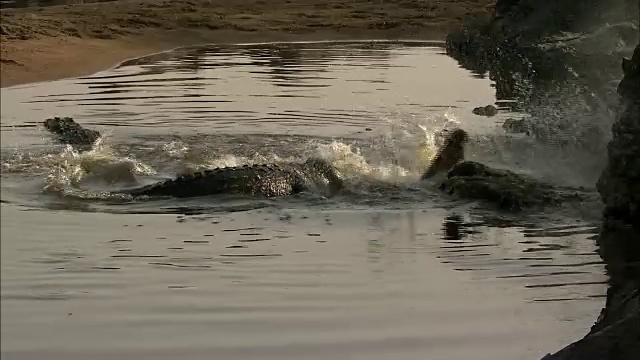 河里的鳄鱼(非洲)视频下载