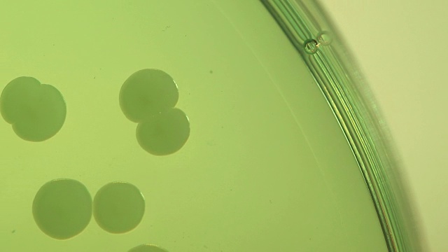 在有盖培养皿中近距离淘洗细菌样本。视频素材