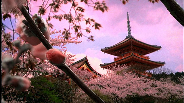 复合近距离的时间流逝，白色樱花盛开在树枝上，宝塔的背景/日本视频购买