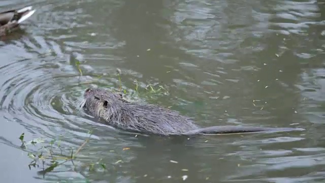 海狸和鸭子在水里视频下载