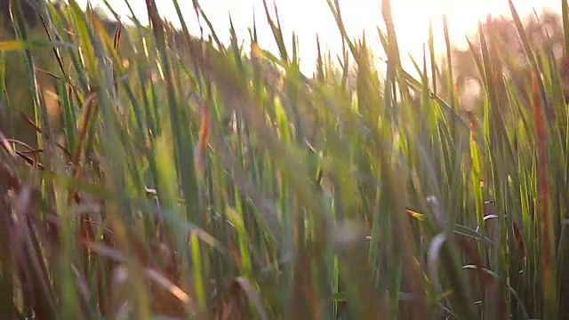 芦苇在绿草中视频素材