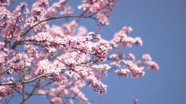 树上的花朵随风摇曳，碧蓝的天空，近在咫尺视频下载