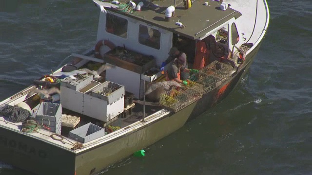 美国缅因州汉考克县，渔民正在卸载龙虾锅和飞翔的鸟类视频下载