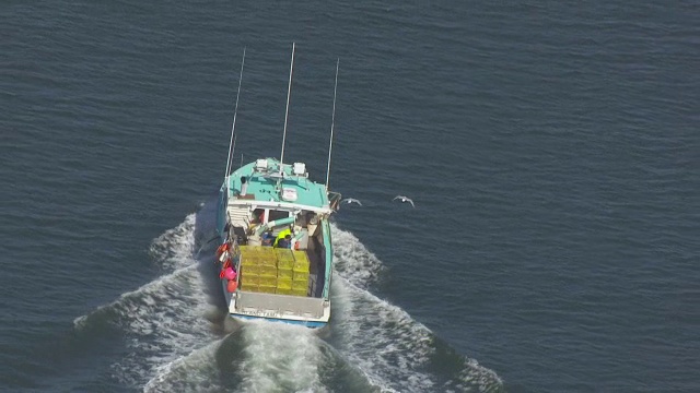 WS TS AERIAL POV渔船在海上移动，鸟类在Mount Desert岛/ Hancock县，美国缅因州视频下载