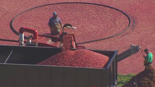 美国麻萨诸塞州普利茅斯县的卡弗市，将蔓越莓装上卡车视频素材