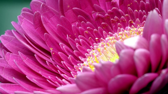 一些明亮的粉红色花朵的紧机架聚焦镜头。视频下载