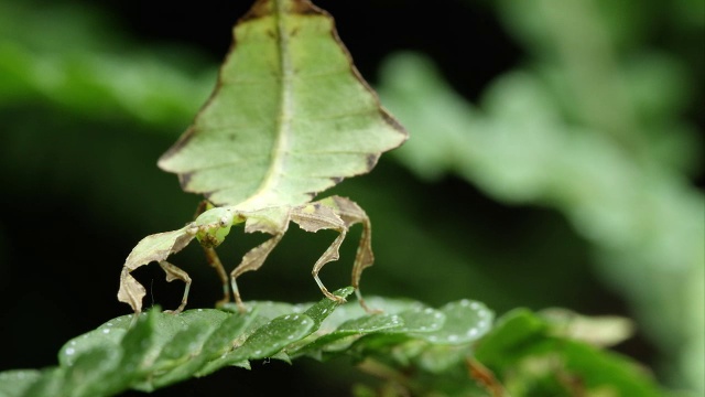 一个巨大的叶虫在一片叶子上的近距离镜头。视频下载