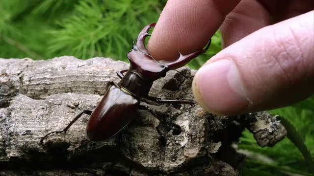 近距离拍摄的象鹿甲虫掐手指，拉开。视频下载