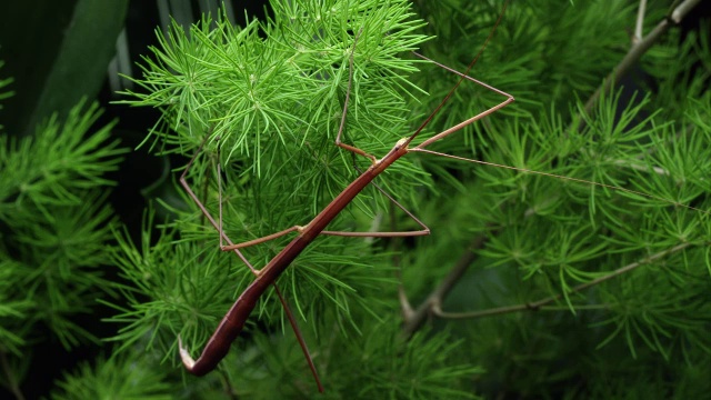 树枝上的竹节虫的特写。视频下载