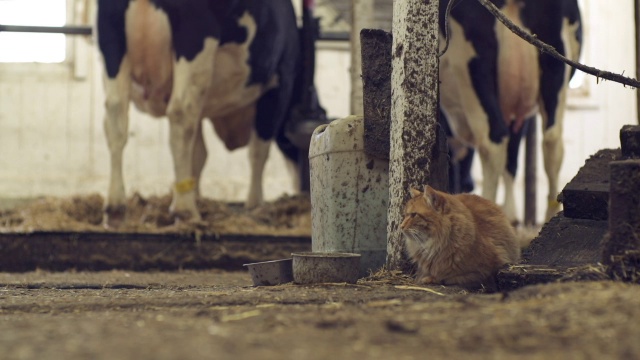 奶牛场的猫视频素材