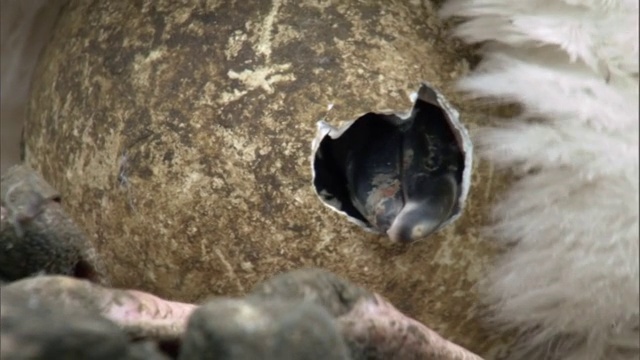 皇家企鹅(Eudyptes schlegeli)的小鸡从蛋中孵化，麦格里岛，澳大利亚视频下载