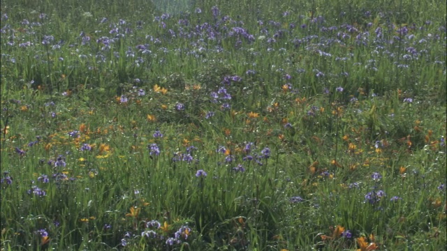 吉林省长白山国家级自然保护区草地上的潘氏残花视频素材