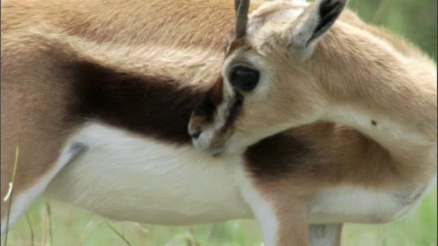 在肯尼亚马赛马拉的大草原上，汤姆逊的瞪羚(Eudorcus thomsonii)正在新郎视频素材