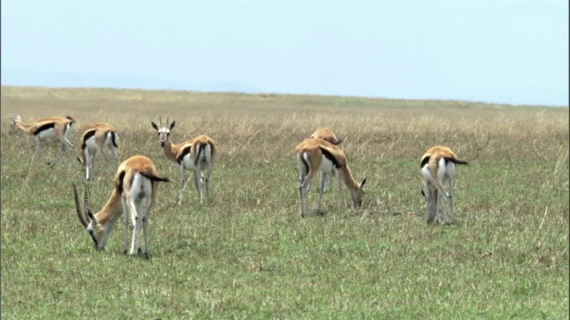 汤姆森瞪羚(Eudorcus thomsonii)在肯尼亚马赛马拉萨凡纳的萨凡纳视频下载
